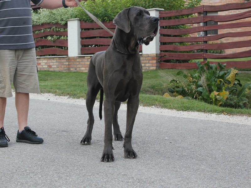 on me Blue European Great Dane Kennel Hungary - Blue Great Dane Puppies For...