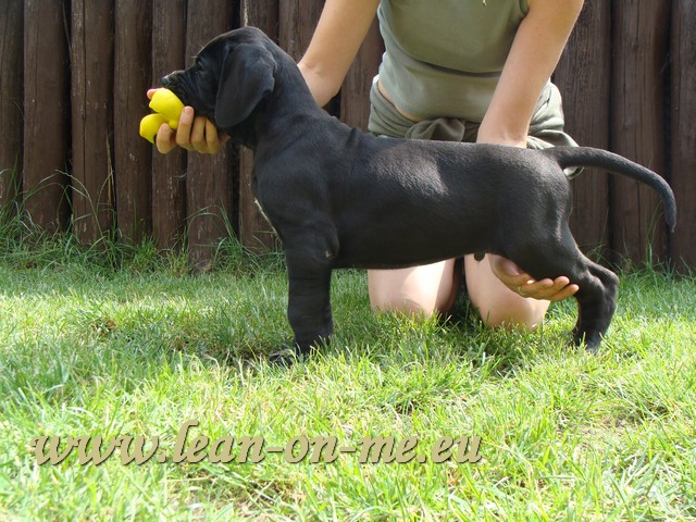 puppies_org_72